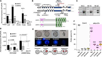 A Plastid-Bound Ankyrin Repeat Protein Controls Gametophyte and Early Embryo Development in Arabidopsis thaliana